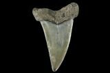 Fossil Mako Tooth - Lee Creek (Aurora), NC #179888-1